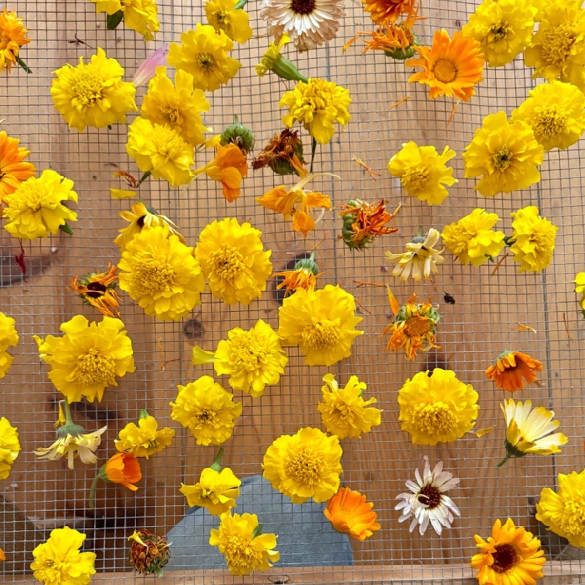 Organic Edible Flower Mix
