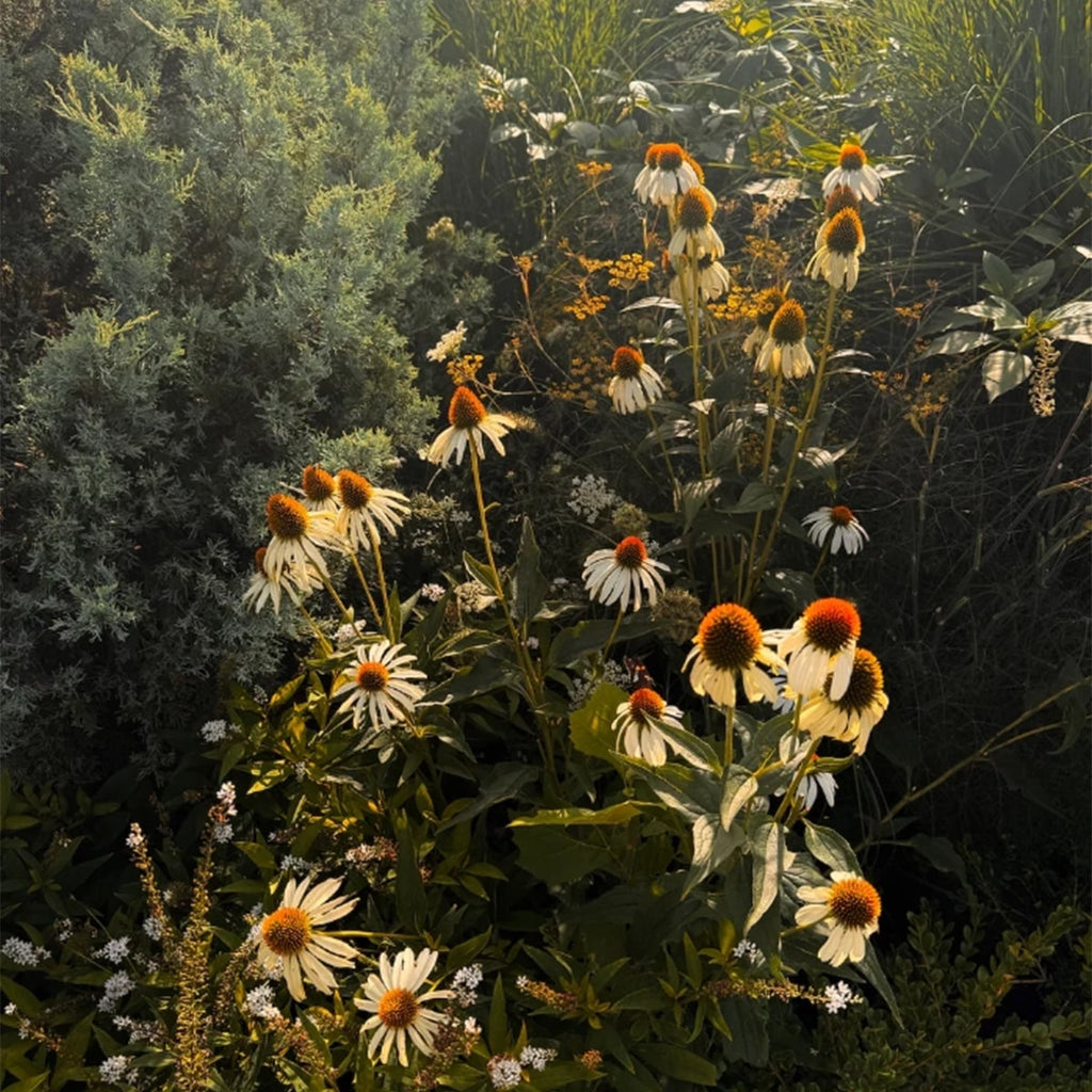 Organic Edible Flower Mix