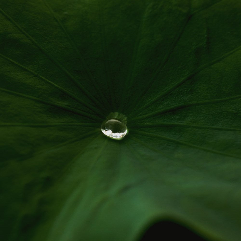 Lotus Purifying PHA Mist